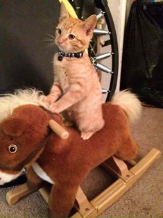 Tobi Cat on Horsee