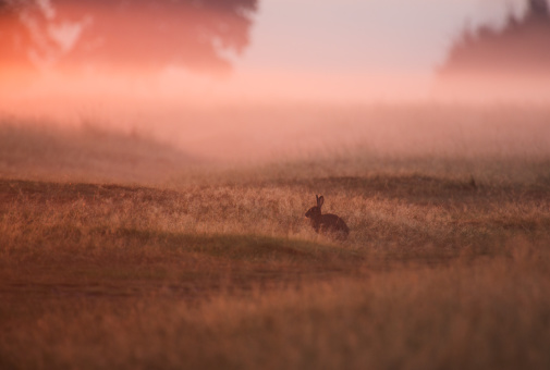 Misty Autumn