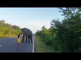 Girl Stops Elephan