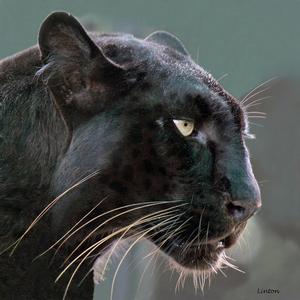 Black Leopard