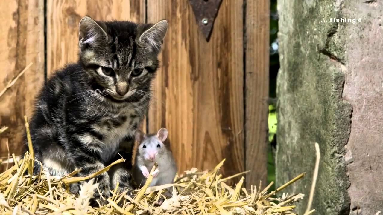 Cat & Mouse