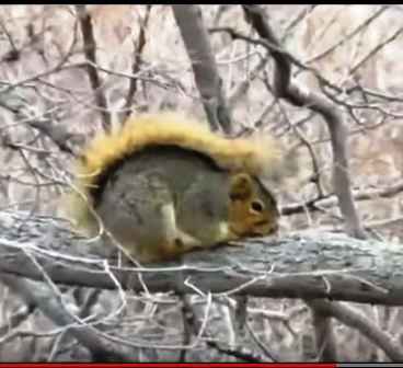 Squirrel in snow2