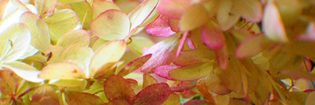 Spring Image Cropped